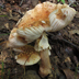 Amanita rubescens sensu auct. amer. orient 'Blusher'